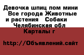 Девочка шпиц пом мини - Все города Животные и растения » Собаки   . Челябинская обл.,Карталы г.